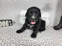 Woody, a male Golden Mountain Dog for sale in Colorado Springs, CO – 3 of 10