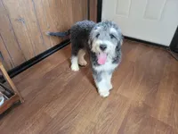 Mini Gene, a male Miniature Bernedoodle for sale in Colorado Springs, CO – 7 of 10