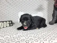 Woody, a male Golden Mountain Dog for sale in Colorado Springs, CO – 8 of 10