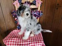 Mini Louise, a female Miniature Bernedoodle for sale in Colorado Springs, CO – 7 of 10