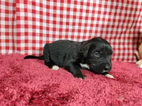 Dolly, a female Golden Mountain Dog for sale in Colorado Springs, CO – 5 of 10