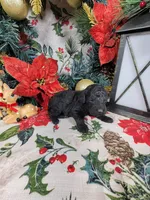Marley , a male Poodle - Toy  for sale in Colorado Springs, CO – 7 of 10