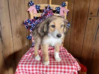 Mini Julia, a female Miniature Bernedoodle for sale in Colorado Springs, CO – 4 of 10