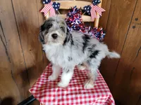 Mini Louise, a female Miniature Bernedoodle for sale in Colorado Springs, CO – 4 of 10