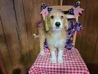 Mini Linda, a female Miniature Bernedoodle for sale in Colorado Springs, CO – 8 of 10