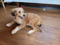 Mini Julia, a female Miniature Bernedoodle for sale in Colorado Springs, CO – 4 of 10