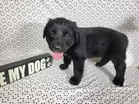 Hamm, a male Golden Mountain Dog for sale in Colorado Springs, CO – 5 of 10