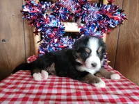 Helen, a female Bernese Mountain Dog for sale in Colorado Springs, CO – 5 of 10