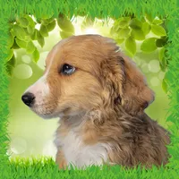 Mini Linda, a female Miniature Bernedoodle for sale in Colorado Springs, CO – 10 of 10