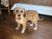 Mini Julia, a female Miniature Bernedoodle for sale in Colorado Springs, CO – 9 of 10