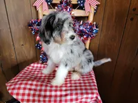 Mini Louise, a female Miniature Bernedoodle for sale in Colorado Springs, CO – 8 of 10