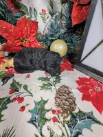 Marley , a male Poodle - Toy  for sale in Colorado Springs, CO – 6 of 10