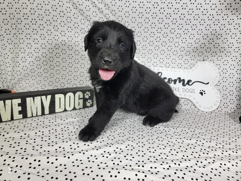 Hamm – Golden Mountain Dog puppy for sale in Colorado Springs, CO