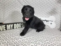 Hamm, a male Golden Mountain Dog for sale in Colorado Springs, CO – 1 of 10