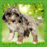 Mini Teddy, a male Miniature Bernedoodle for sale in Colorado Springs, CO – 5 of 6