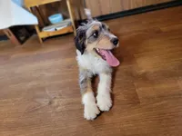 Mini Bob, a male Miniature Bernedoodle for sale in Colorado Springs, CO – 10 of 10