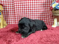 Gabby Gabby, a female Golden Mountain Dog for sale in Colorado Springs, CO – 8 of 10