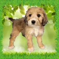 Mini Gayle, a female Miniature Bernedoodle for sale in Colorado Springs, CO – 9 of 10