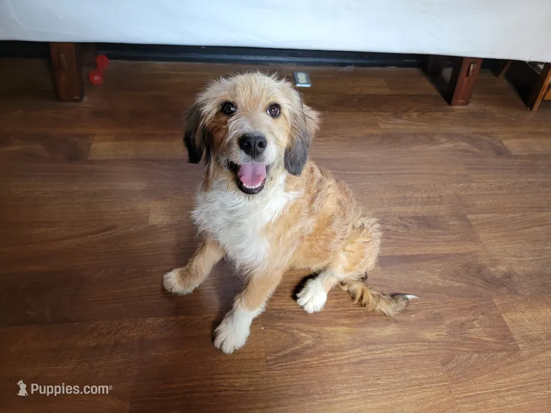 Mini Julia – Miniature Bernedoodle puppy for sale in Colorado Springs, CO
