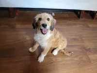 Mini Julia, a female Miniature Bernedoodle for sale in Colorado Springs, CO – 1 of 10