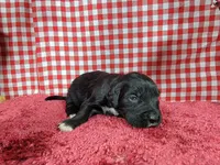 Dolly, a female Golden Mountain Dog for sale in Colorado Springs, CO – 6 of 10