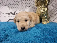Robin, a male Poodle - Toy  and Miniature Goldendoodle for sale in Colorado Springs, CO – 9 of 10