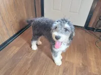 Mini Gene, a male Miniature Bernedoodle for sale in Colorado Springs, CO – 4 of 10