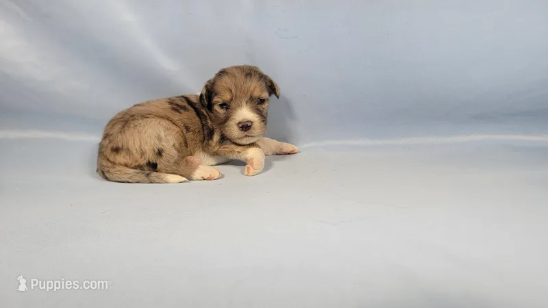 Mini Tammy – Miniature Bernedoodle puppy for sale in Colorado Springs, CO