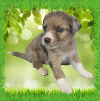 Mini Tammy, a female Miniature Bernedoodle for sale in Colorado Springs, CO – 8 of 10