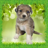 Mini Tammy, a female Miniature Bernedoodle for sale in Colorado Springs, CO – 7 of 10