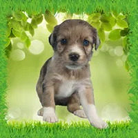 Mini Tammy, a female Miniature Bernedoodle for sale in Colorado Springs, CO – 2 of 10