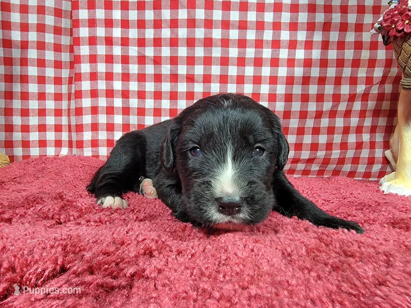 Bo Peep – Golden Mountain Dog puppy for sale in Colorado Springs, CO