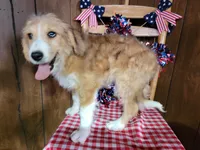 Mini Linda, a female Miniature Bernedoodle for sale in Colorado Springs, CO – 2 of 10