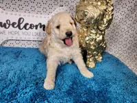 Robin, a male Poodle - Toy  and Miniature Goldendoodle for sale in Colorado Springs, CO – 7 of 10