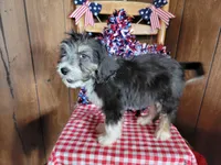 Mini Gene, a male Miniature Bernedoodle for sale in Colorado Springs, CO – 10 of 10