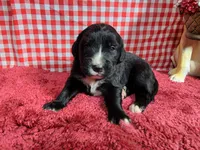 Bo Peep, a female Golden Mountain Dog for sale in Colorado Springs, CO – 4 of 10
