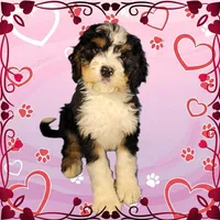 Kevin, a male Bernedoodle for sale in Colorado Springs, CO – Photo 2 of 9