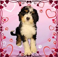 Claus, a male Bernedoodle for sale in Colorado Springs, CO – Photo 1 of 6