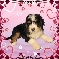 Kevin, a male Bernedoodle for sale in Colorado Springs, CO – Photo 5 of 9