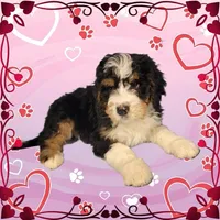 Claus, a male Bernedoodle for sale in Colorado Springs, CO – Photo 5 of 6