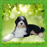 Kevin, a male Bernedoodle for sale in Colorado Springs, CO – Photo 8 of 9