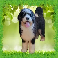 Kevin, a male Bernedoodle for sale in Colorado Springs, CO – Photo 9 of 9