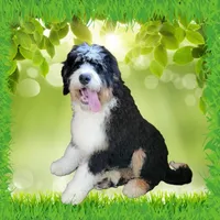 Kevin, a male Bernedoodle for sale in Colorado Springs, CO – Photo 1 of 9