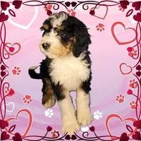 Kevin, a male Bernedoodle for sale in Colorado Springs, CO – Photo 6 of 9