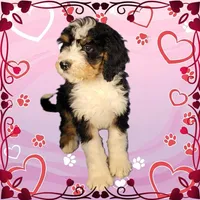 Claus, a male Bernedoodle for sale in Colorado Springs, CO – Photo 6 of 6