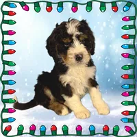 Claus, a male Bernedoodle for sale in Colorado Springs, CO – Photo 4 of 6