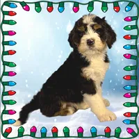 Kevin, a male Bernedoodle for sale in Colorado Springs, CO – Photo 4 of 9