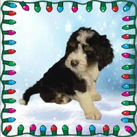 Kevin, a male Bernedoodle for sale in Colorado Springs, CO – Photo 3 of 9