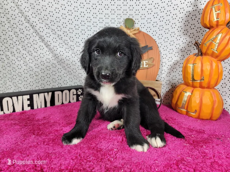 Trixie – Golden Mountain Dog puppy for sale in Colorado Springs, CO