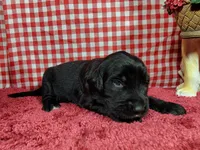 Jessie, a female Golden Mountain Dog for sale in Colorado Springs, CO – 8 of 10